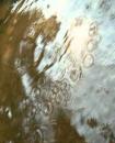 Brook Trout